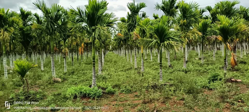 75-Acre Developed Farmland Near Hiriyur