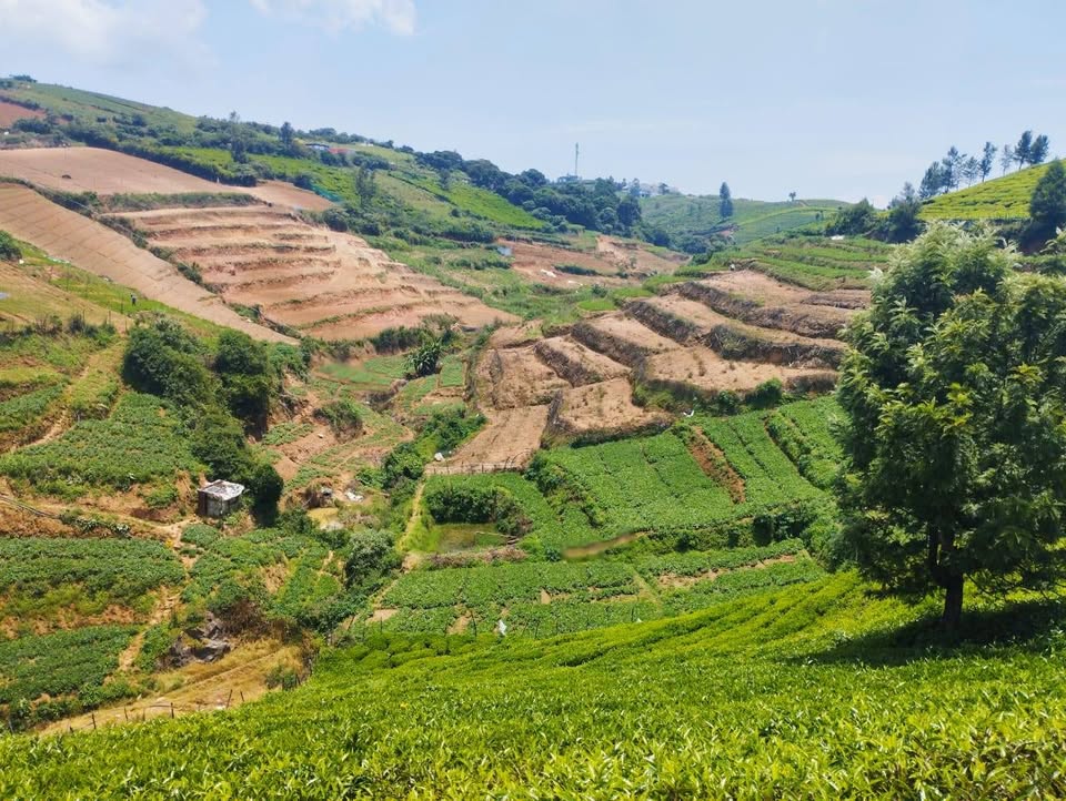 10.5-Acre Tea and Vegetable Farm in Ooty
