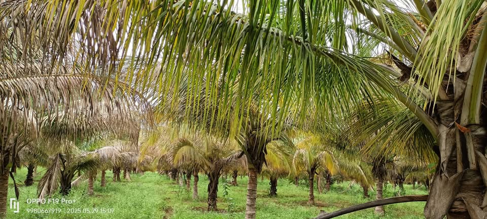 75-Acre Developed Farmland Near Hiriyur