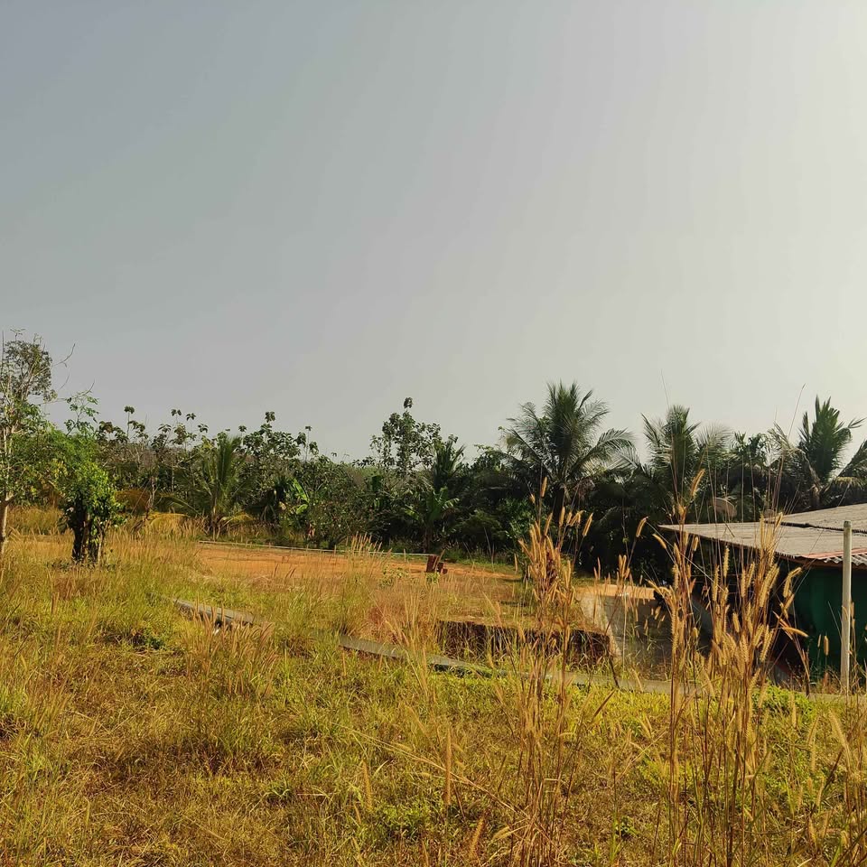 12.5-Acre Arecanut Farm near Puttur