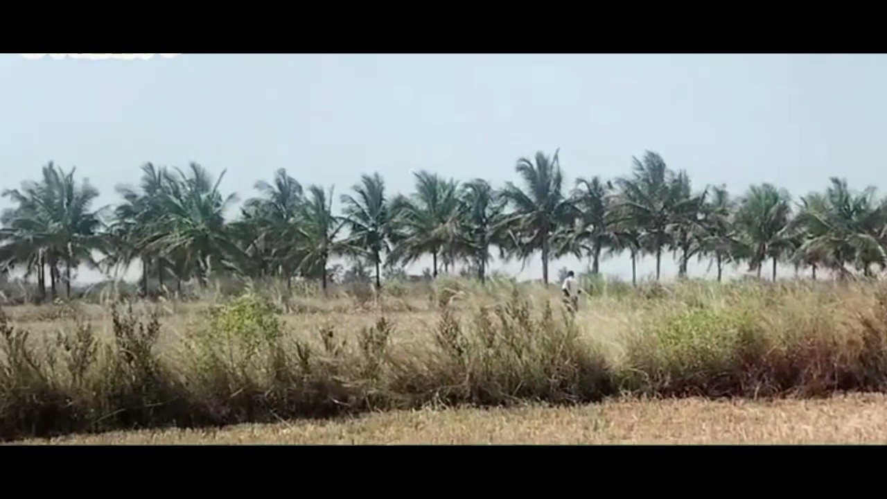 1.25-Acre Agricultural Land in Chikkanayakanahalli