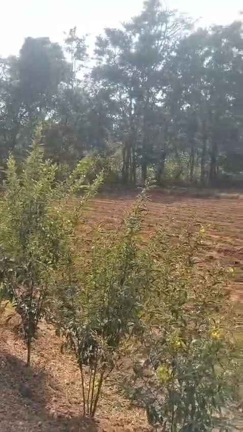 10-Acre Developed Farm Land Near Malaprabha River