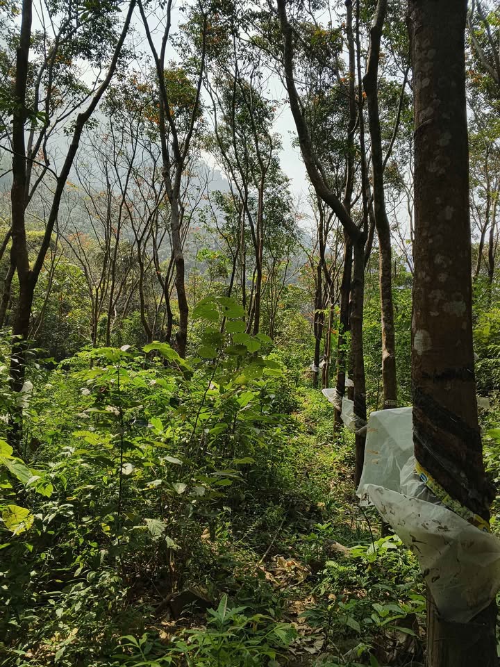 9-Acre Coconut and Rubber Plantation in Palakkad