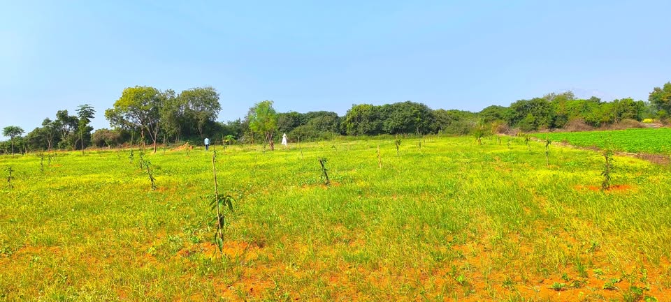 1.5-Acre Mango Orchard in Mulabagal
