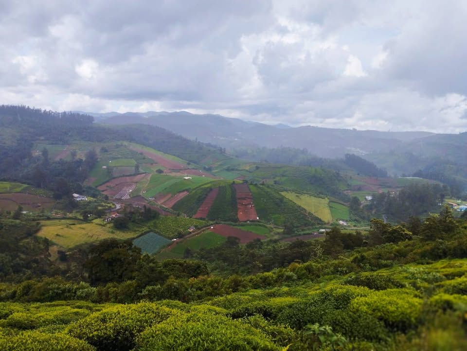 10.5-Acre Tea and Vegetable Farm in Ooty