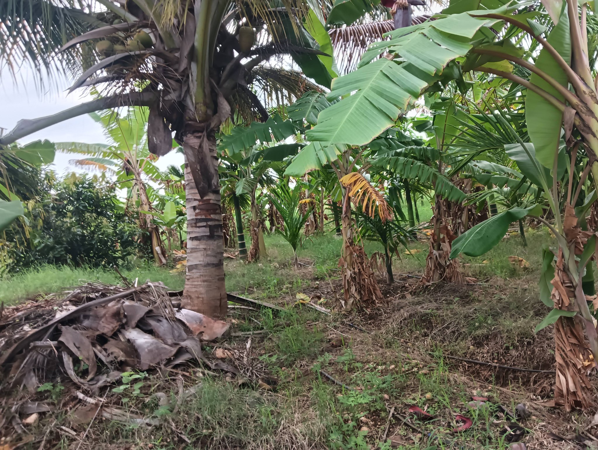 2.6-Acre Land in Hiriyur