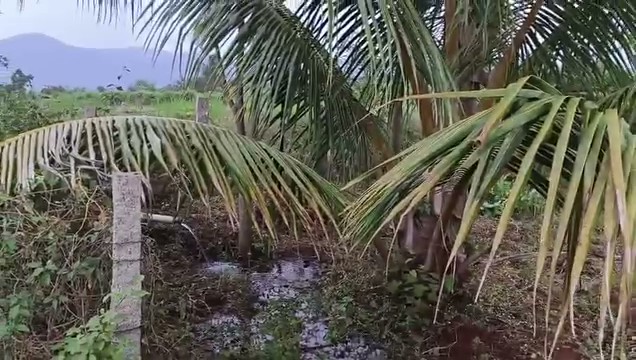 1.1-Acre Coconut Farm in Halagur