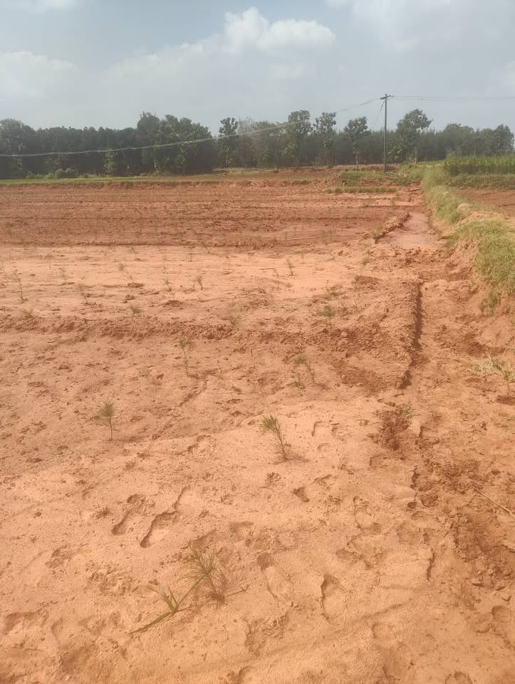 1-Acre Punchai Land on Tar Road