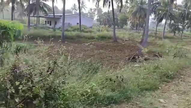 2.25-Acre Coconut Farm Near Kabbalamma Temple
