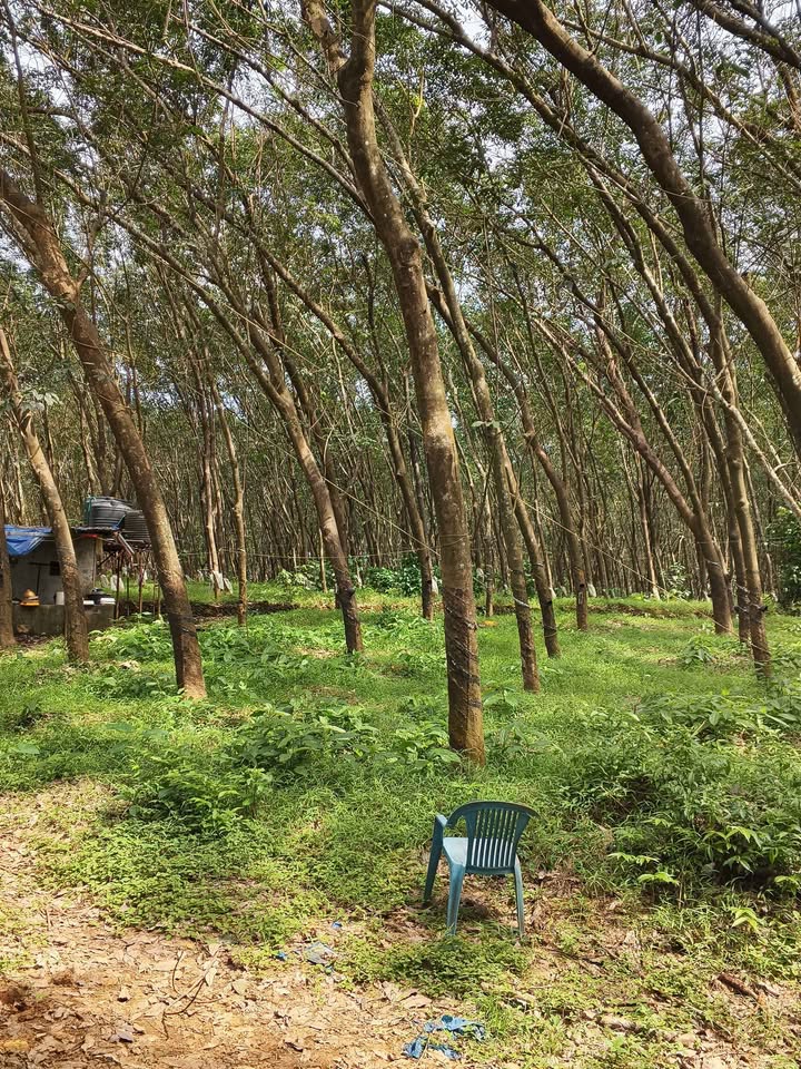 2-Acre Rubber Plantation in Palakkad