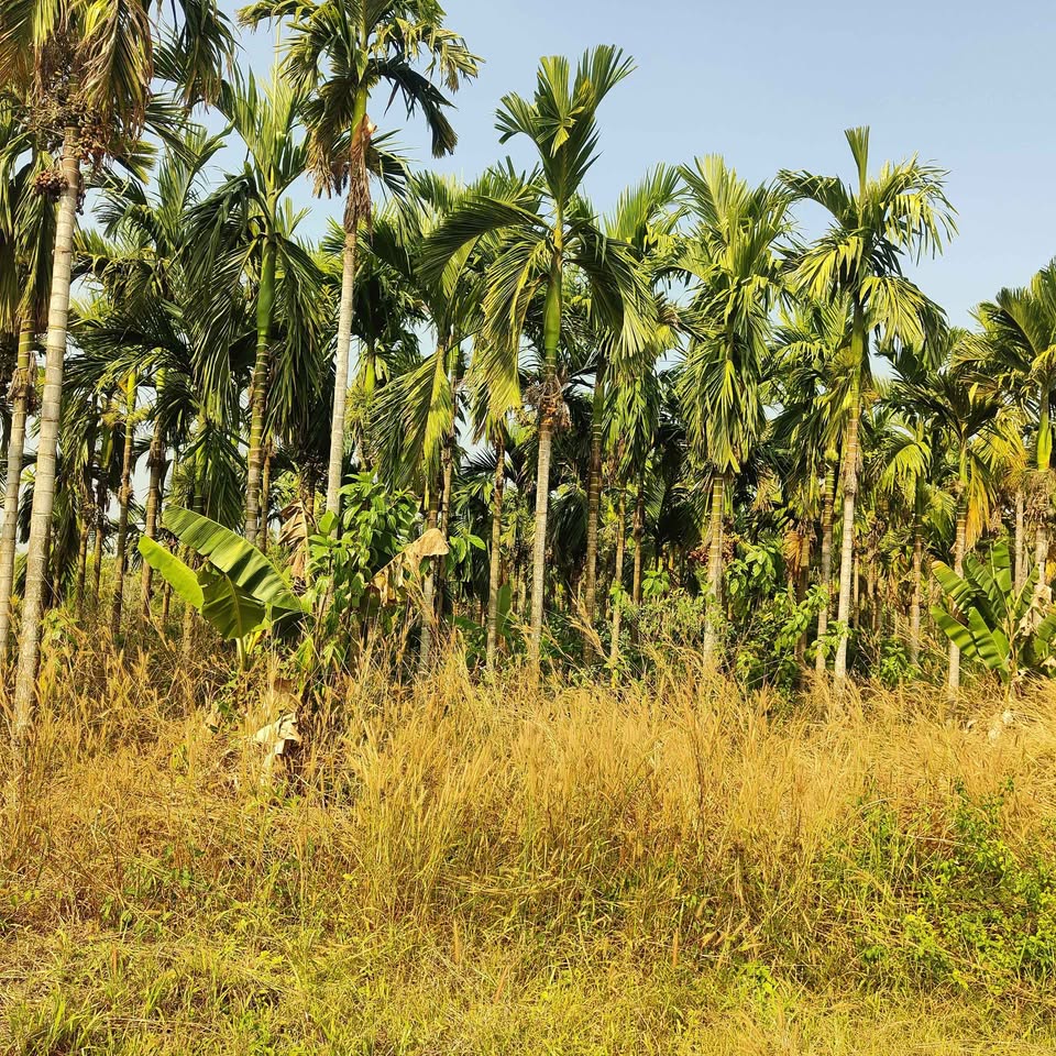 12.5-Acre Arecanut Farm near Puttur