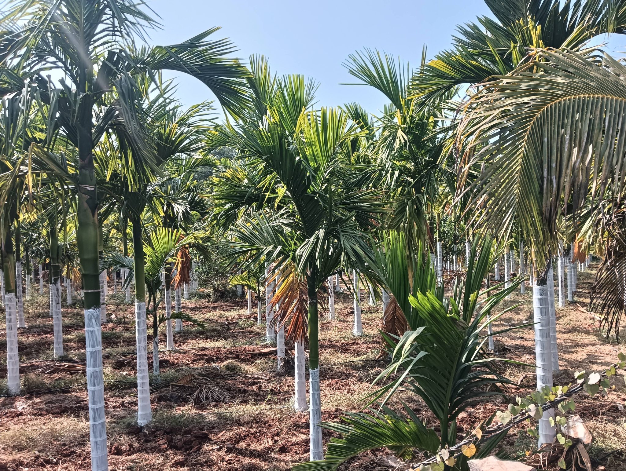 1.75-Acre Agricultural Land in Hiriyur