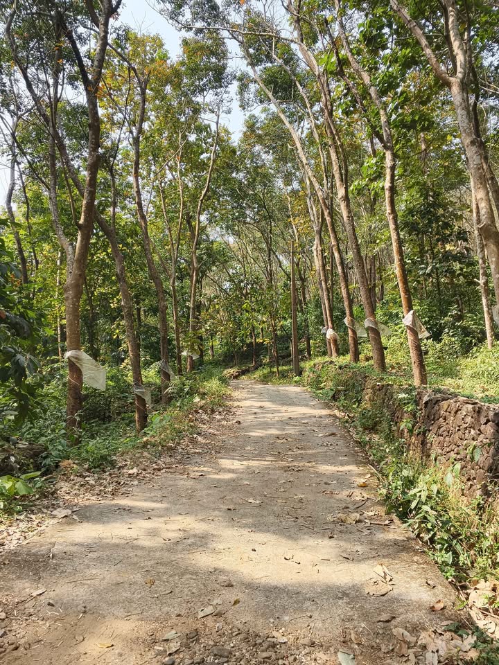 9-Acre Coconut and Rubber Plantation in Palakkad