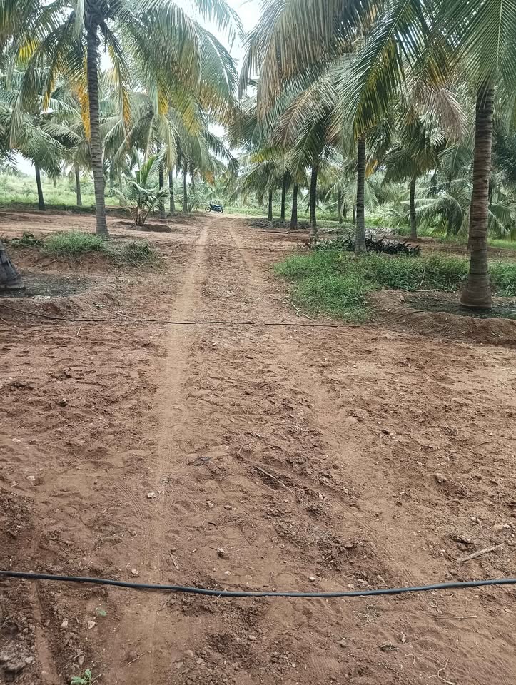 80-Cent Farm in Poolavadi Area
