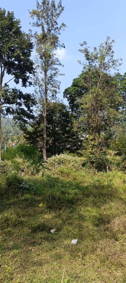 0.2-Acre Property in Wayanad