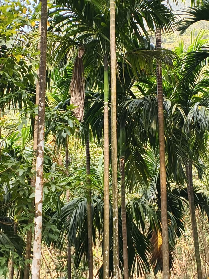 9-Acre Coconut and Rubber Plantation in Palakkad
