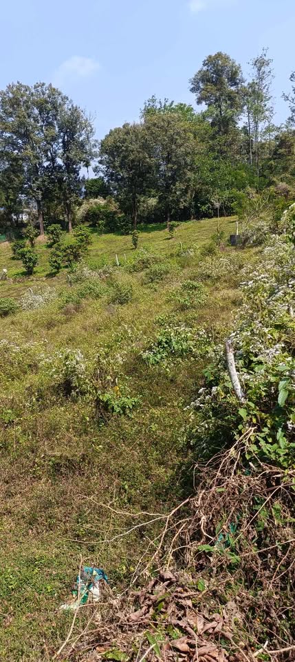 0.2-Acre Property in Wayanad