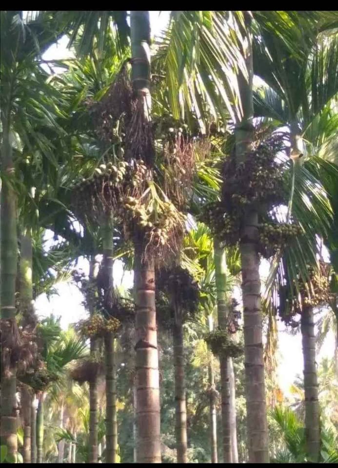 36-Acre Agricultural Land near Belthangady