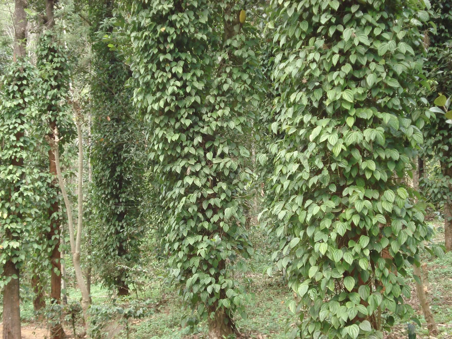 143-Acre Coffee and Pepper Farm in Kodaikanal